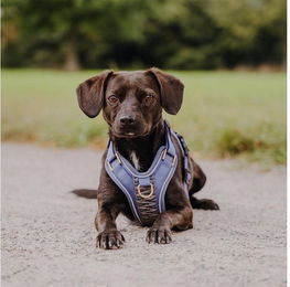 Hey Lana Premium Hundegeschirr gepolstert aus Neopren für Hunde XS Blau Grau – Bild 1 von 5