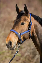 Produktbild von HFI Halfter für Ponys aus Nylon in Blau und Silber