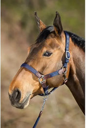 Produktbild von HFI Halfter Neoprene Smart Blau für Ponys