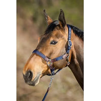 Produktbild von HFI Halfter Neoprene Smart Blau für Ponys