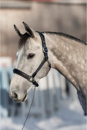 Produktbild von HFI Pferdehalfter aus Leder und Nylon Schwarz für Ponys