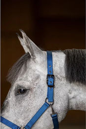 Produktbild von HFI Pferdehalfter aus Nylon in Blau für Warmblut