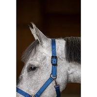 Produktbild von HFI Pferdehalfter aus Nylon in Blau für Warmblut