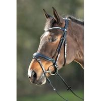 Produktbild von HFI Shiny Leder Zaumzeug für Vollblut Pferde in Braun oder Schwarz