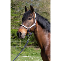 Produktbild von HFI zweifarbiges Nylonpferdehalfter für Ponys in Blau