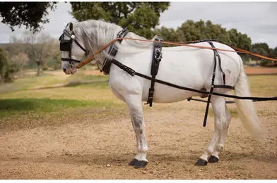 Hispano Hipica Pferdegeschirr Cob aus Leder in Schwarz – Bild 1 von 1