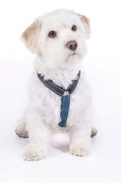 Produktbild von HKM ANAM Cara Hundegeschirr Dunkelblau/Petrol Größe S