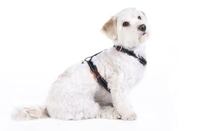 Produktbild von HKM ANAM Cara Hundegeschirr Schwarz/Rosegold Größe S