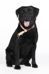 Produktbild von HKM ANAM Cara Hundehalsband aus Baumwolle Schwarz S