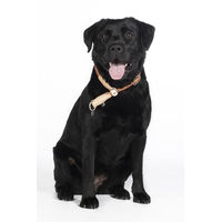 Produktbild von HKM ANAM Cara Hundehalsband aus Baumwolle Schwarz S