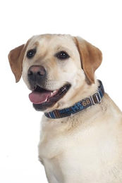 Produktbild von HKM ANAM Cara Hundehalsband aus Baumwolle Taupe/Goldgelb Größe L