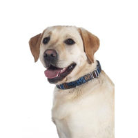 Produktbild von HKM ANAM Cara Hundehalsband aus Baumwolle Taupe/Goldgelb Größe L
