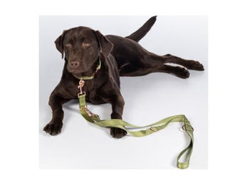 HKM Qooper Nylon Hundetrainingsleine Schleppleine wasserabweisend Grün Größe S - 200 cm – Bild 1 von 3