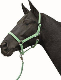 HKM Stars Economy Softice Stallhalfter für Warmblut in Milky Green aus Nylon – Bild 1 von 1