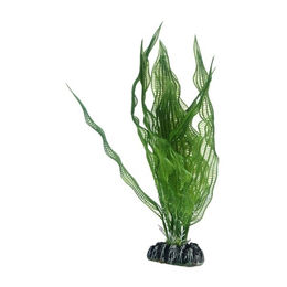 Hobby Aponogeton Dekopflanze für Aquarien 25 cm – Bild 1 von 3