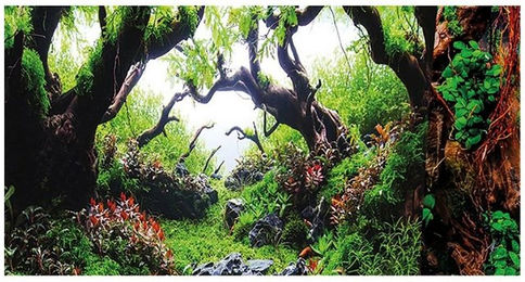 HOBBY Aquarien-Fotorückwand Green Dream / Wooden Sky aus Kunststoff für Fische 100 x 50 cm – Bild 1 von 9