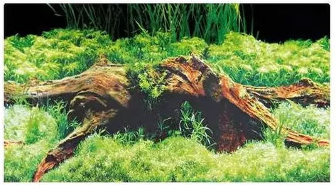 Produktbild von Hobby Aquarium Zubehör für Fische Grün 60