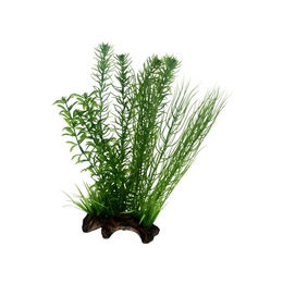 Hobby Flora Root 2 Wurzelpflanze Grün 30 cm - 2 l – Bild 1 von 6