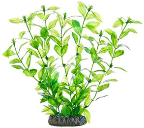 Hobby Hygrophila Wasserpflanze Grün 20 cm – Bild 1 von 5