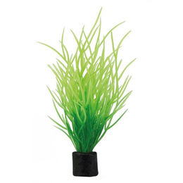 Produktbild von Hobby Lilaeopsis mini Aquarienpflanze Grün