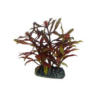 Produktbild von Hobby Nesaea Dekopflanze für Aquarien 7 cm - 1 Stk.