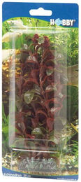 Hobby Rotala Aquariumpflanze 16 cm – Bild 1 von 8