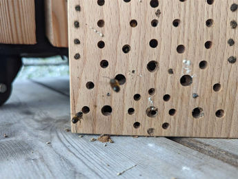 Produktbild von Holz Frank Insektenhotel aus Ahornholz für Wildbienen 25x18x9cm