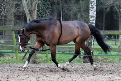 HORKA Longierhilfe für Ponys aus Leder und Baumwolle in Schwarz – Bild 1 von 2