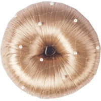 Produktbild von HORKA Pearl Haarnetz für Damen in Schwarz Braun oder Gold