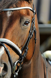 Horka Trensenzaum Jamie für Pferde aus Leder in Schwarz/Silber – Bild 1 von 3