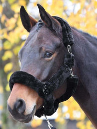 Horse Guard Halfter mit Kunstfell in Schwarz – Bild 1 von 1
