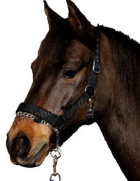 Horse Guard Nylonhalfter für Ponys mit integrierter Führkette in Schwarz – Bild 1 von 2