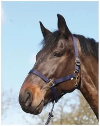 Produktbild von HorseGuard Halfter für Ponys aus Nylon in Blau