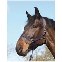 Produktbild von HorseGuard Halfter für Ponys aus Nylon in Blau