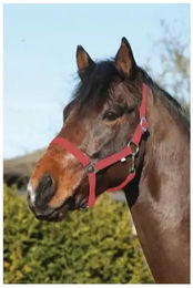 Produktbild von HorseGuard Halfter für Ponys aus Nylon in Rot