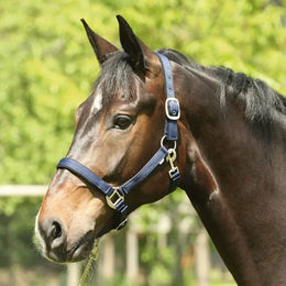 Produktbild von HorseGuard Halfter Lea aus Nylon in Blau Full