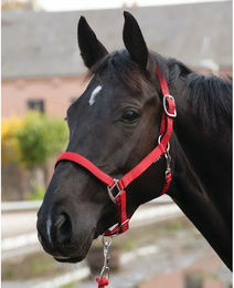 Produktbild von HorseGuard Halfter Lea aus Nylon in Rot Größe Full