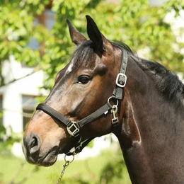Produktbild von HorseGuard Halfter Lea aus Nylon in Schwarz Größe XFull