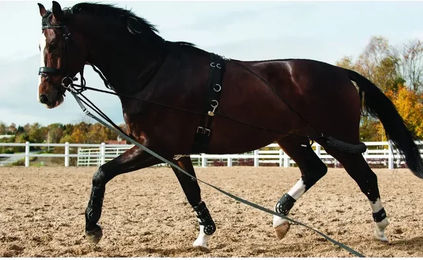 Produktbild von HorseGuard Longe HorseGuard System Longierbedarf für Ponys in Schwarz
