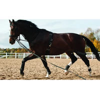 Produktbild von HorseGuard Longe HorseGuard System Longierbedarf für Ponys in Schwarz