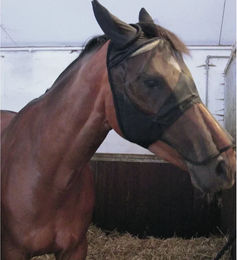 Produktbild von HorseGuard Pferdemaske mit Nasenstück in Schwarz Größe XL