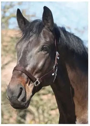 Produktbild von HorseGuard Shetty Halfter aus Nylon in Braun