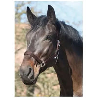 Produktbild von HorseGuard Shetty Halfter aus Nylon in Braun