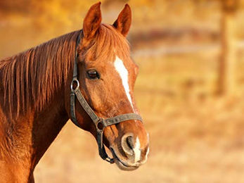 Horsemen's Pride Jolly Ball Spielball für Pferde mit Pfefferminz-Duft 25,4 cm - 25,4 cm – Bild 1 von 5