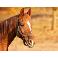 Produktbild von Horsemen's Pride Jolly Ball Spielball für Pferde mit Pfefferminz-Duft 25,4 cm - 25,4 cm