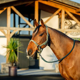Horseware Amigo Halfter und Strick Set für Pferde in Schwarz aus Polyester – Bild 1 von 11