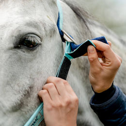 Horseware FieldSafe Nylonhalfter für Pferde in Blau – Bild 1 von 11