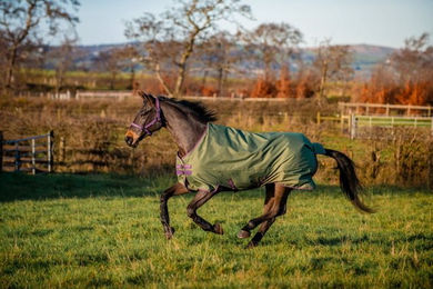 Horseware Ireland Amigo Hero Ripstop Weidedecke Lite 0g für Pferde 145 cm Grün – Bild 1 von 1