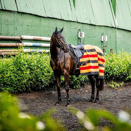 Horseware Ireland Newmarket Fleece Kühldecke für Pferde in Gold - 1 Stk. – Bild 1 von 4