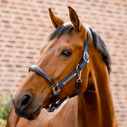 Horseware Ireland Signature Competition Lederhalfter für Pferde Braun Blau Warmblut – Bild 1 von 6